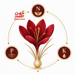 پیاز-زعفران