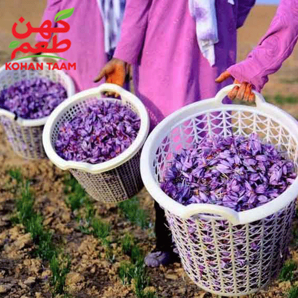بهترین-زمان-برداشت-زعفران