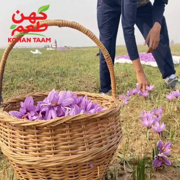 بهترین-فصل-برداشت-زعفران