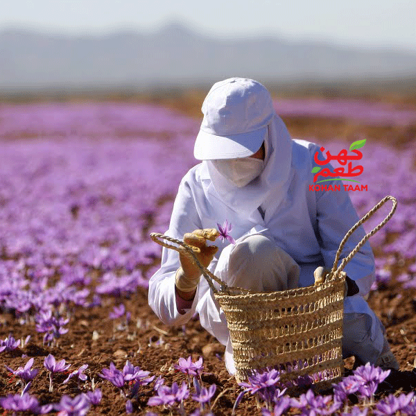 زمان برداشت زعفران