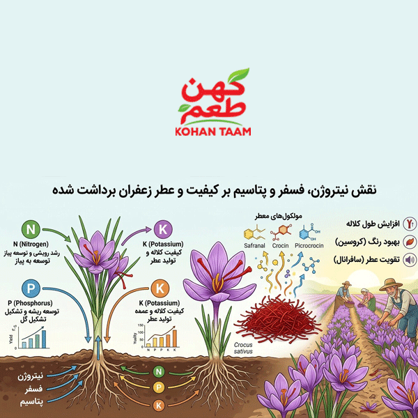 نقش-کود-دهی-زعفران