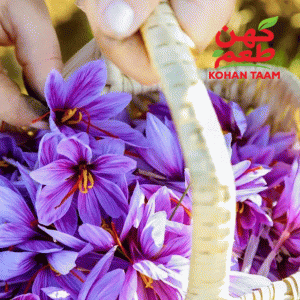 گل-زعفران